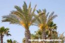 Palm sunny